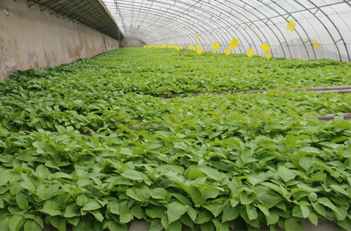 科技部副部长张来武一行考察我市马铃薯产业发